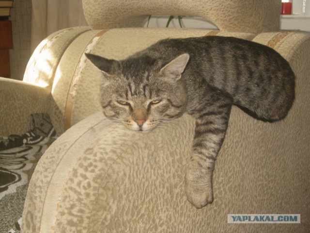 Котовторник 02.09.2014