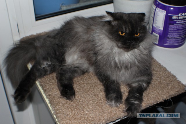 Котовторник 30.09.2014