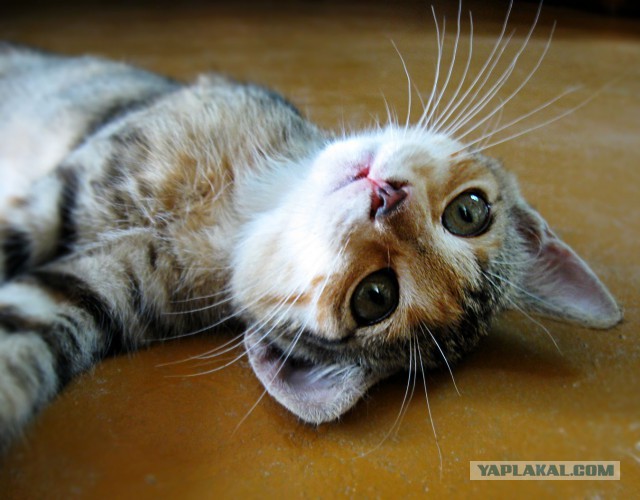 Котовторник 2.12.14
