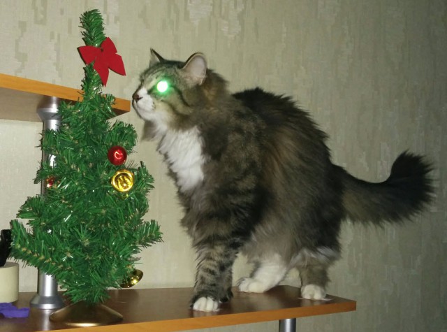 Котовторник 30.12.2014