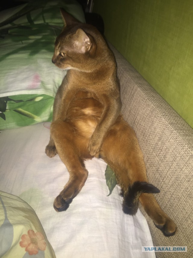 Котенок абиссина