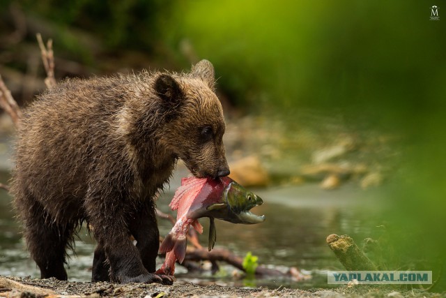 Камчатские медведи пируют