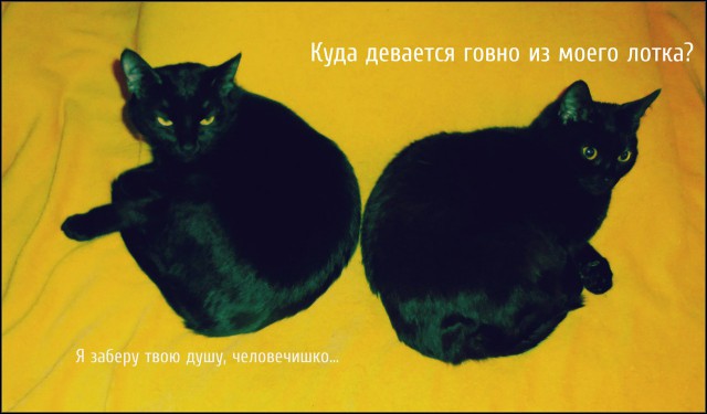 Котовторник 07 04 2015
