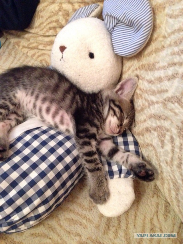 Котовторник 07 04 2015