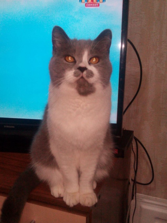 Котовторник