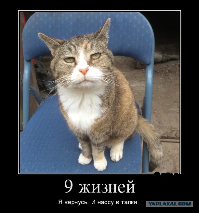Знакомьтесь. Это Спот. 23 года котеньке.