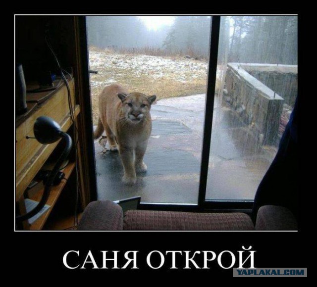 41 веселая картинка
