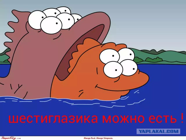 Кто водится в Москве-реке
