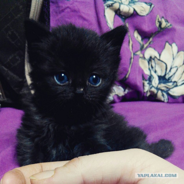 Котовторник 06.10.2015