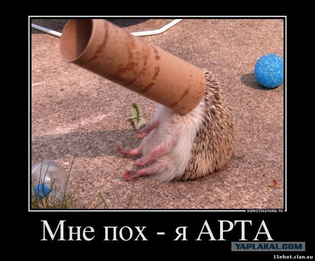 "Коалиция" изнутри