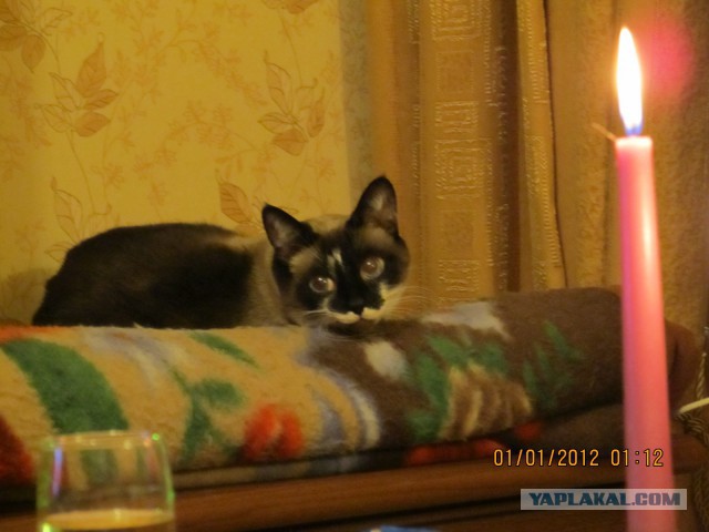 Котооо-о-о-вторник