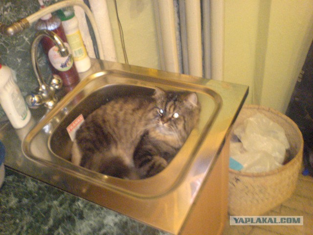 Пост невероятной кошачьей красоты. 25 фот.