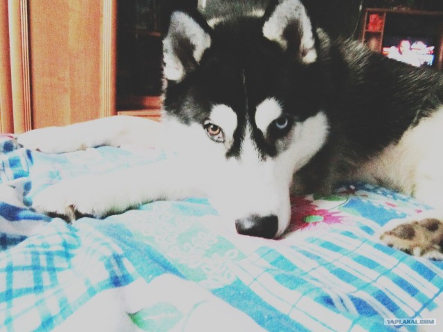 Догхантеры травят собак порошком в парках