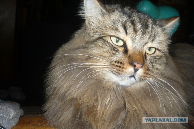 Изготовление садовой мебели из кедра