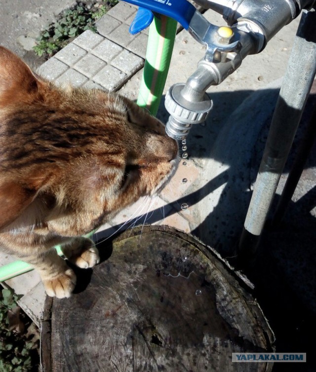 Котовторник  01.03.2016