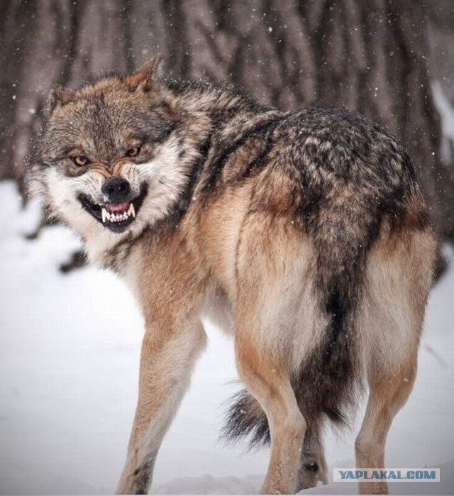 Всем нашим встречам,  увы, разлуки суждены...
