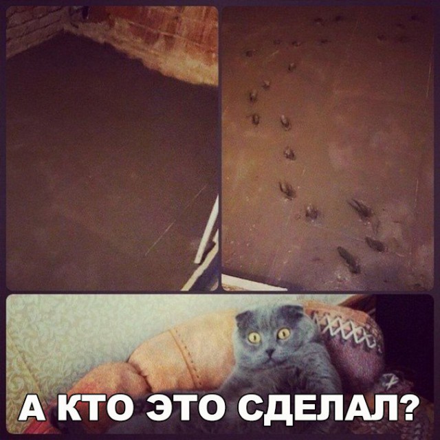 Весёлые картинки