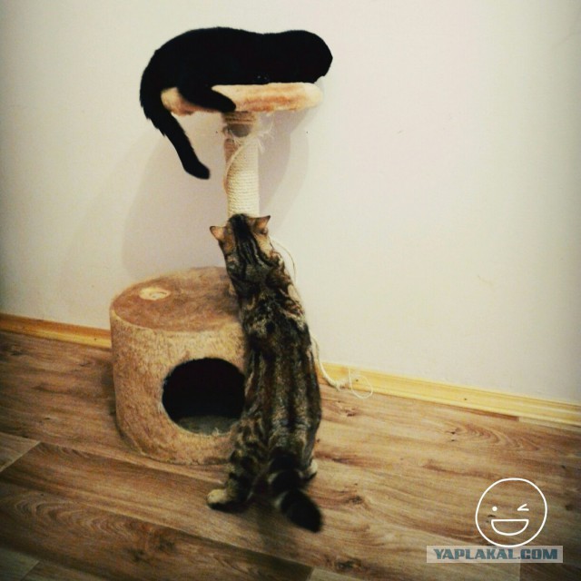 Котовторник 11.10.2016