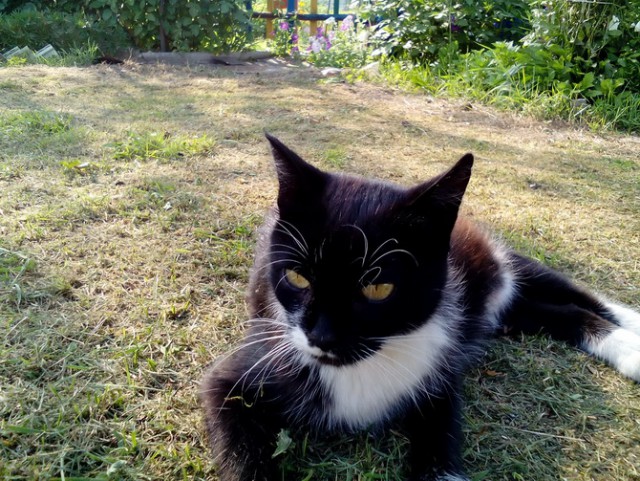 Котовторник 08.11.2016