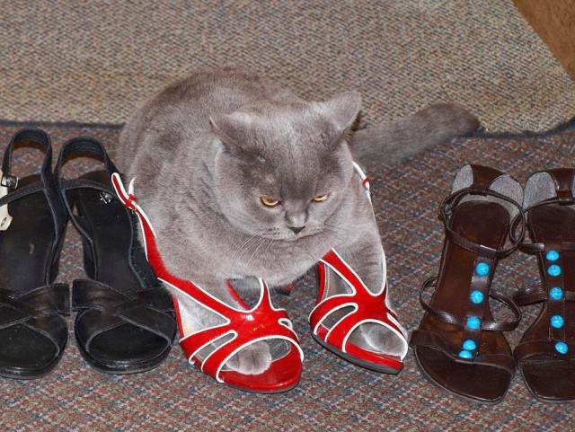 Коты из сети