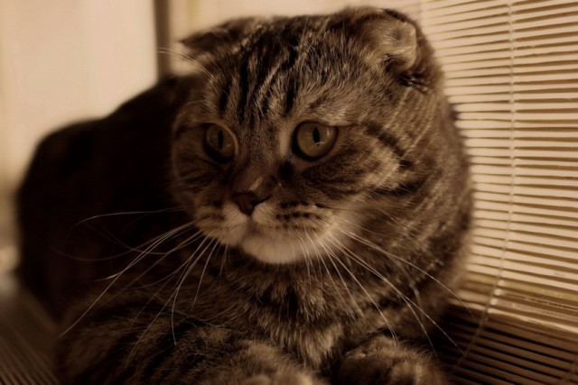 Коты из сети