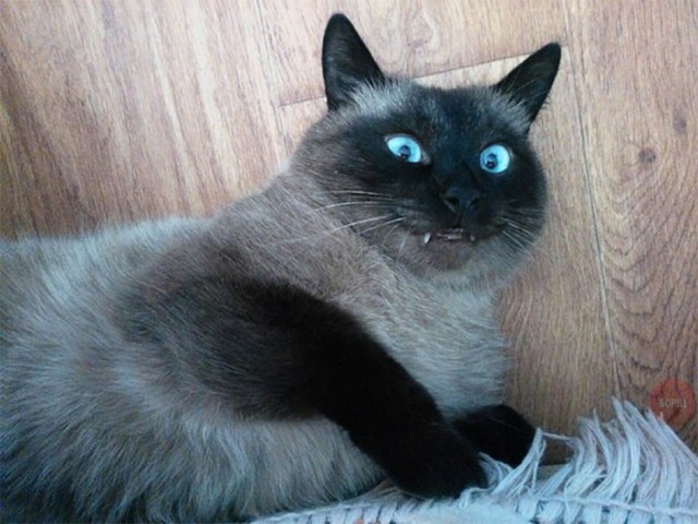 Коты из сети