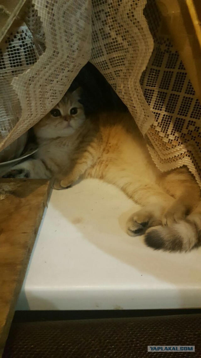 Котовторник 07.03.2017