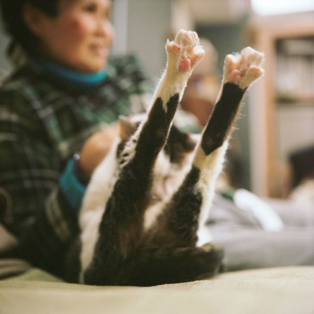 Коты и Кошки