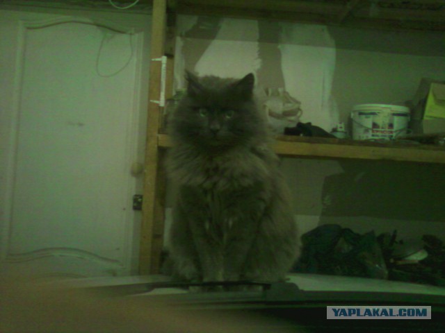Котовторник 11/04/2017