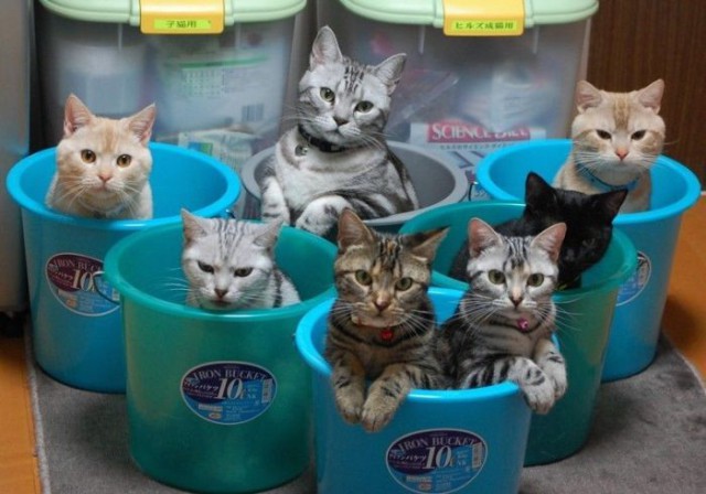 Коты и Кошки