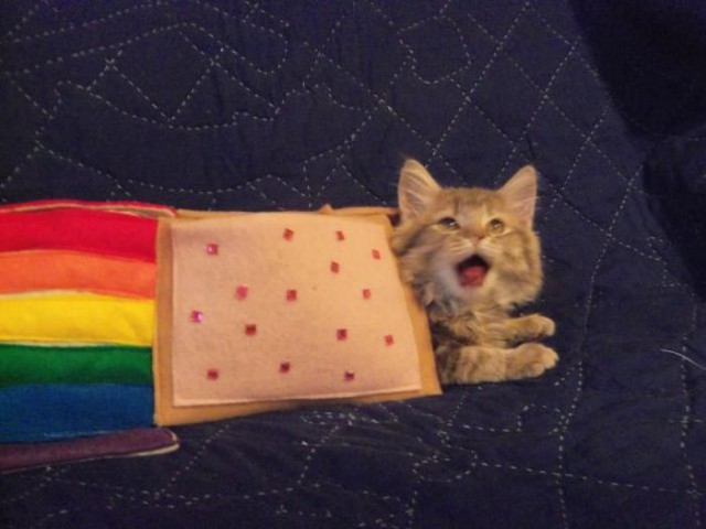 Коты и Кошки