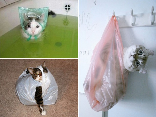 Коты и Кошки
