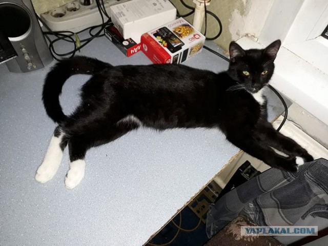 Котовторник 03.10.17.