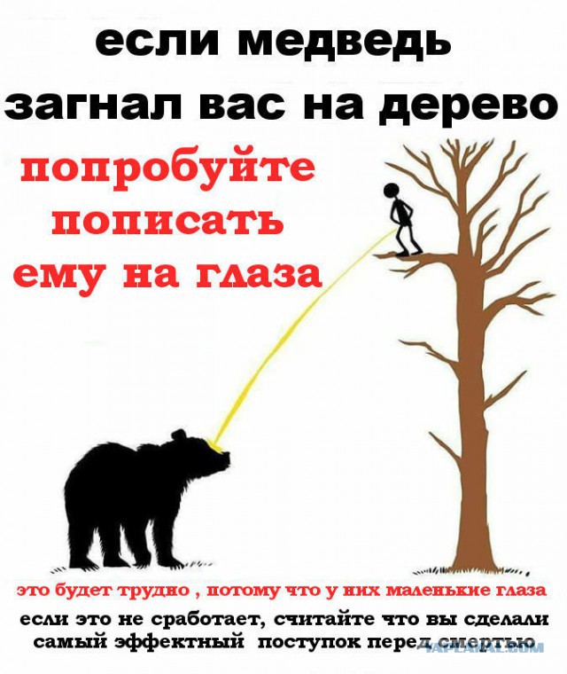 Можно ли убежать от медведя?