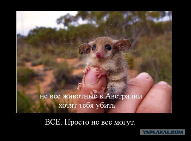 Кто такие «седые странники» Австралии