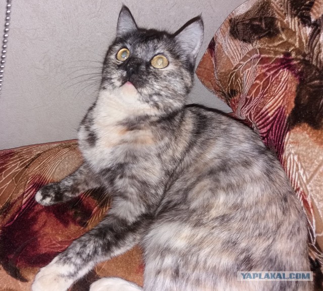 Котовторник 16.01.2018