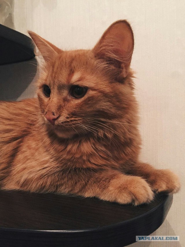 Котовторник 20.03.2018