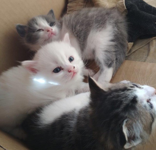 Котовторник ждали? А вот и он!