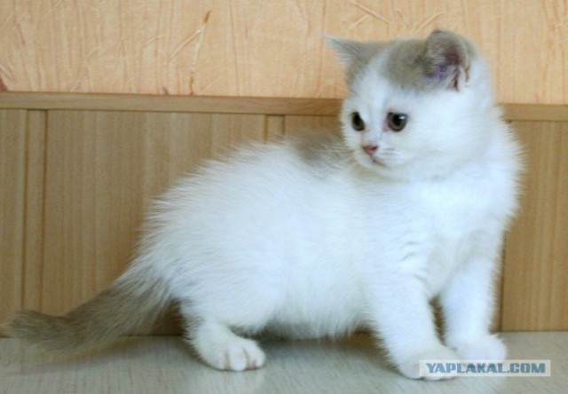 Котовторник (16.09.08)