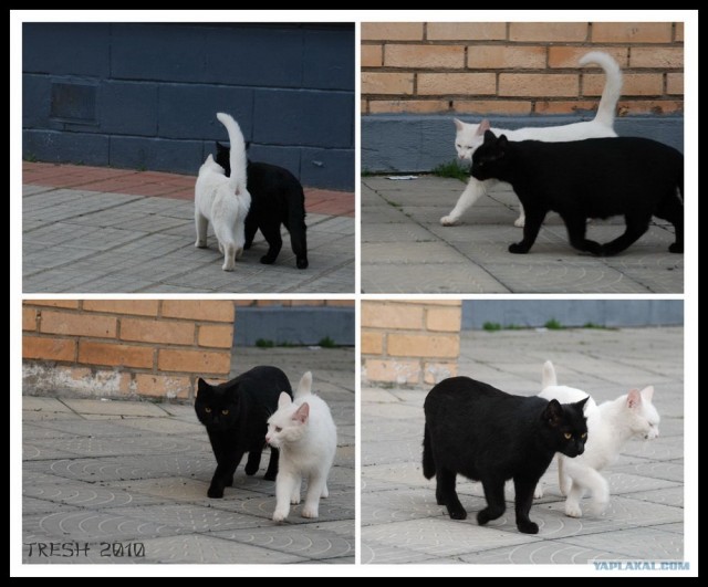 Котовторник на 22 июня