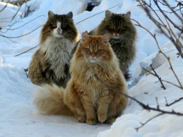 Прикольных котов пост