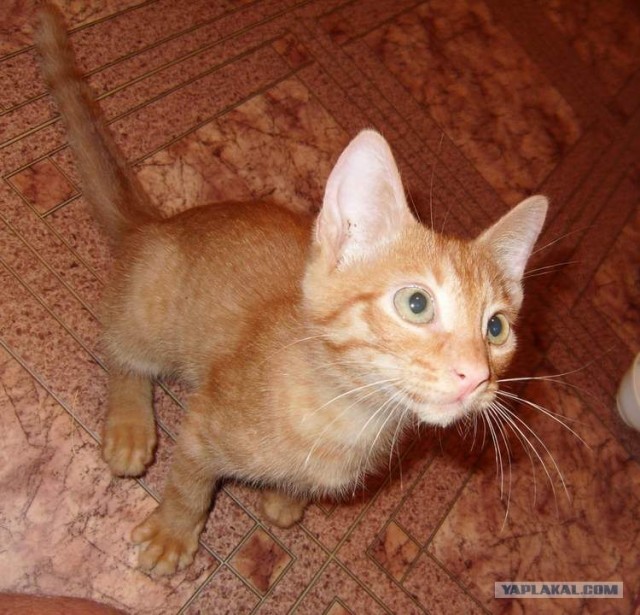 Выставка кошек