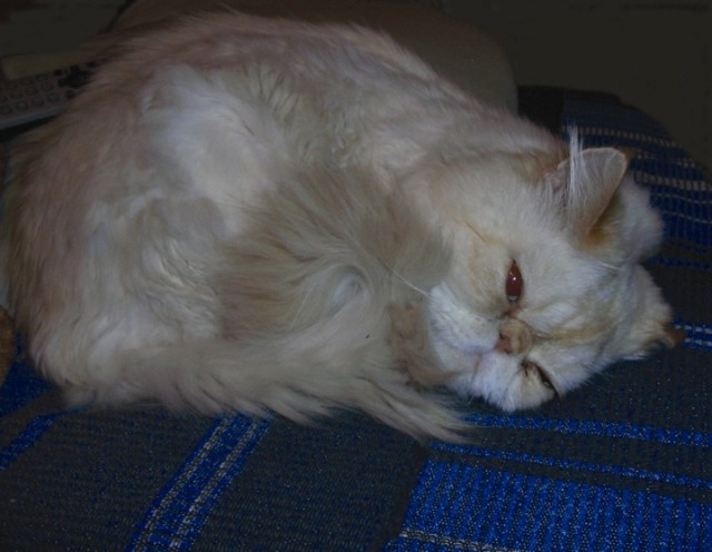 Котовторник  07.06.11
