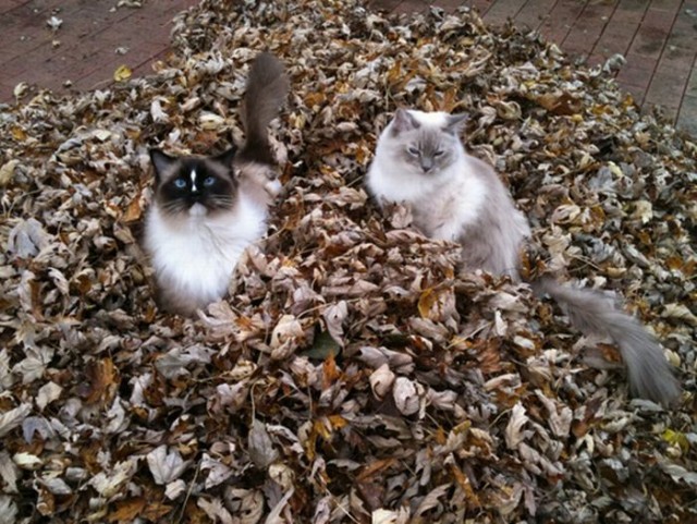 Котовторник! 11.10.11