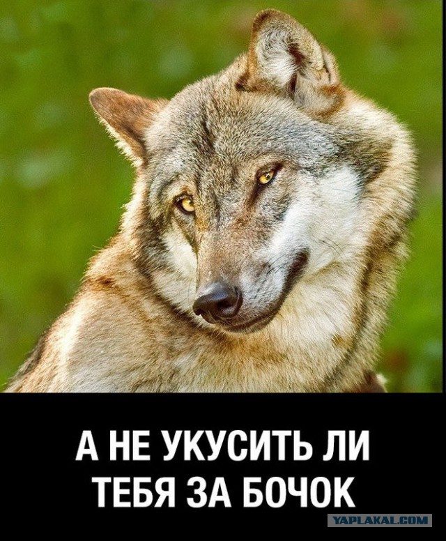 Подстреленный волк набросился на охотника