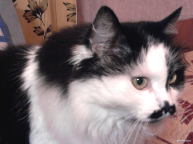 Котовторник! 08.11.11