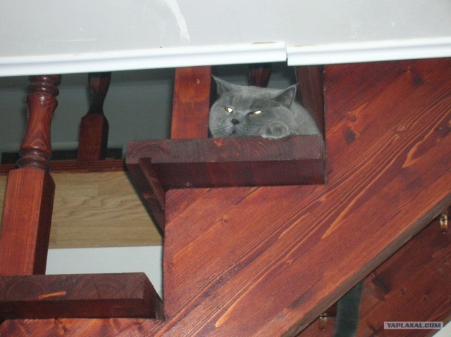 Котовторник (07.02.2012)