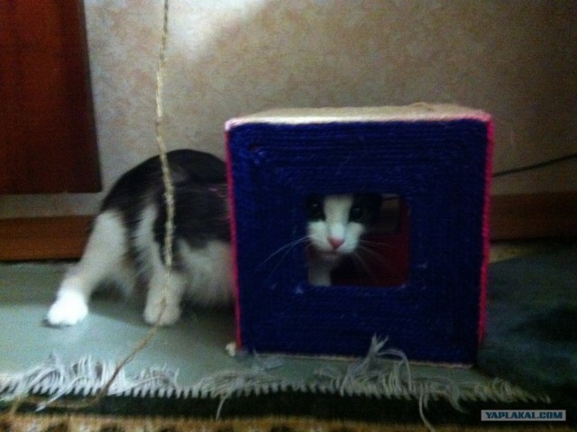 Котовторник (21.02.2012)