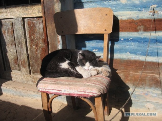 Котовторник 20.03.2012