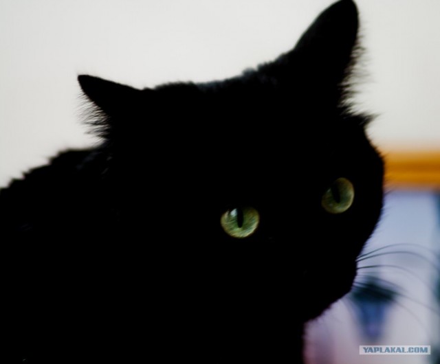 Котовторник 17.04.2012